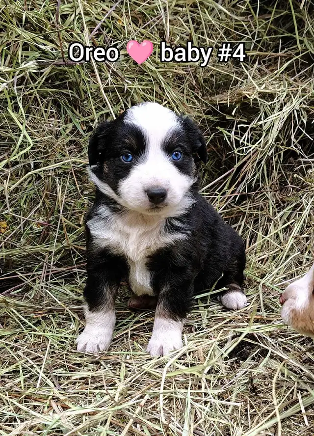 Australian shepherd PUPPIES!! - Photo 6