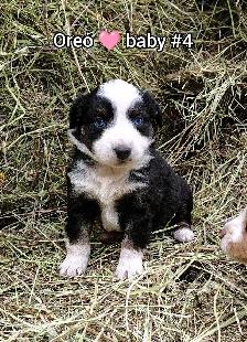 Australian shepherd PUPPIES!! - Photo 6