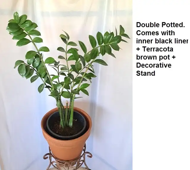 ZZ PLANT   STAND - Photo 3