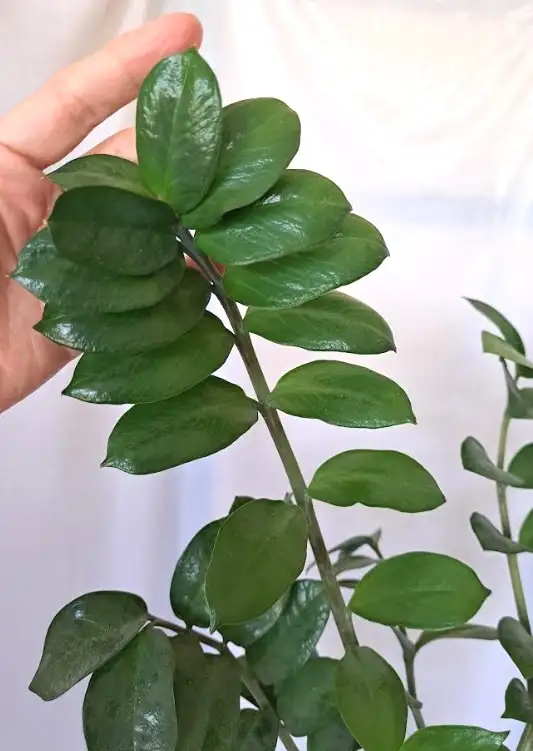 ZZ PLANT   STAND - Photo 8