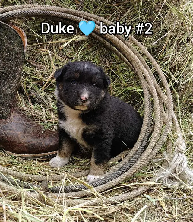 Australian shepherd PUPPIES!! - Photo 2