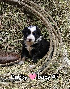 Australian shepherd PUPPIES!! - Photo 4