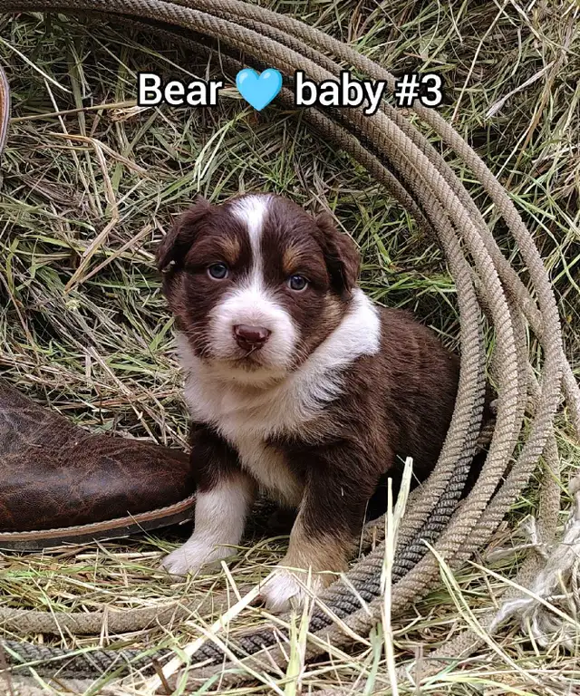 Australian shepherd PUPPIES!! - Photo 6