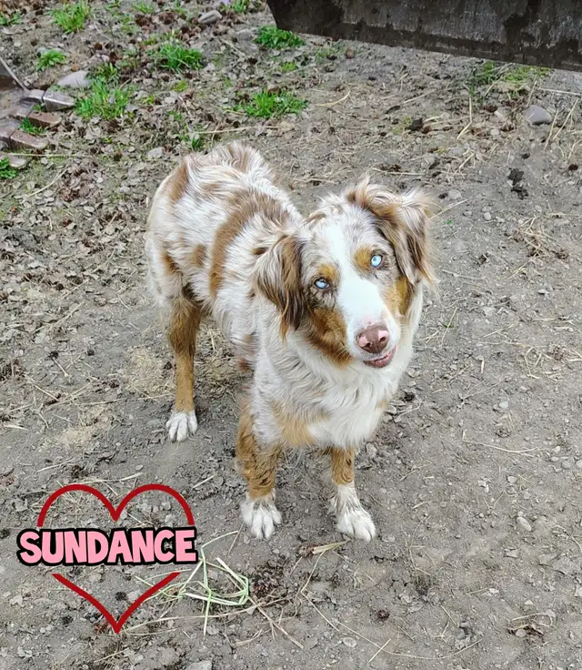 Australian shepherd PUPPIES!! - Photo 7