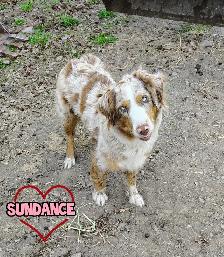 Australian shepherd PUPPIES!! - Photo 7