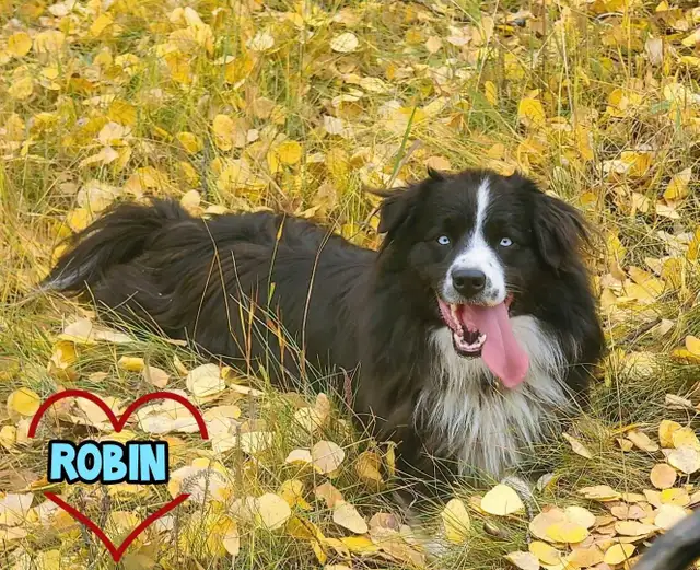 Australian shepherd PUPPIES!! - Photo 8