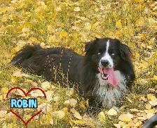 Australian shepherd PUPPIES!! - Photo 8