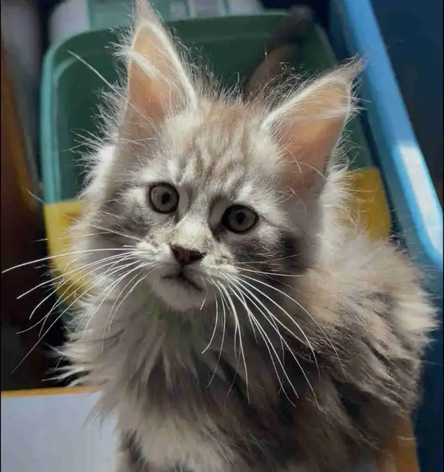Mainecoon Kitten