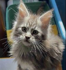 Mainecoon Kitten