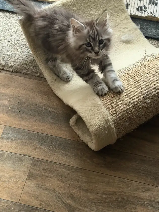 Mainecoon Kitten - Photo 2