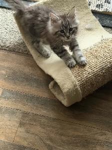 Mainecoon Kitten - Photo 2