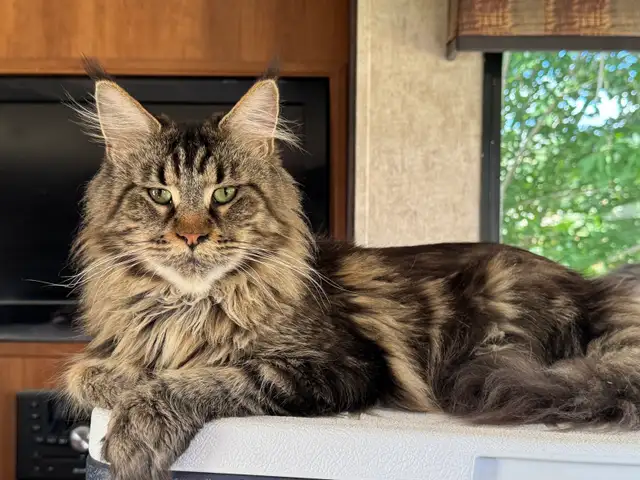 Mainecoon Kitten - Photo 3