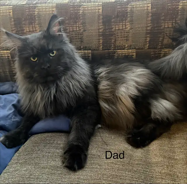 Mainecoon Kitten - Photo 4