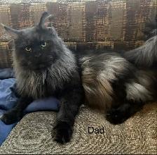 Mainecoon Kitten - Photo 4
