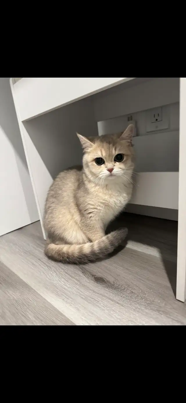 ✨ Beautiful Golden Shaded Kitten Looking for a Forever Home ✨