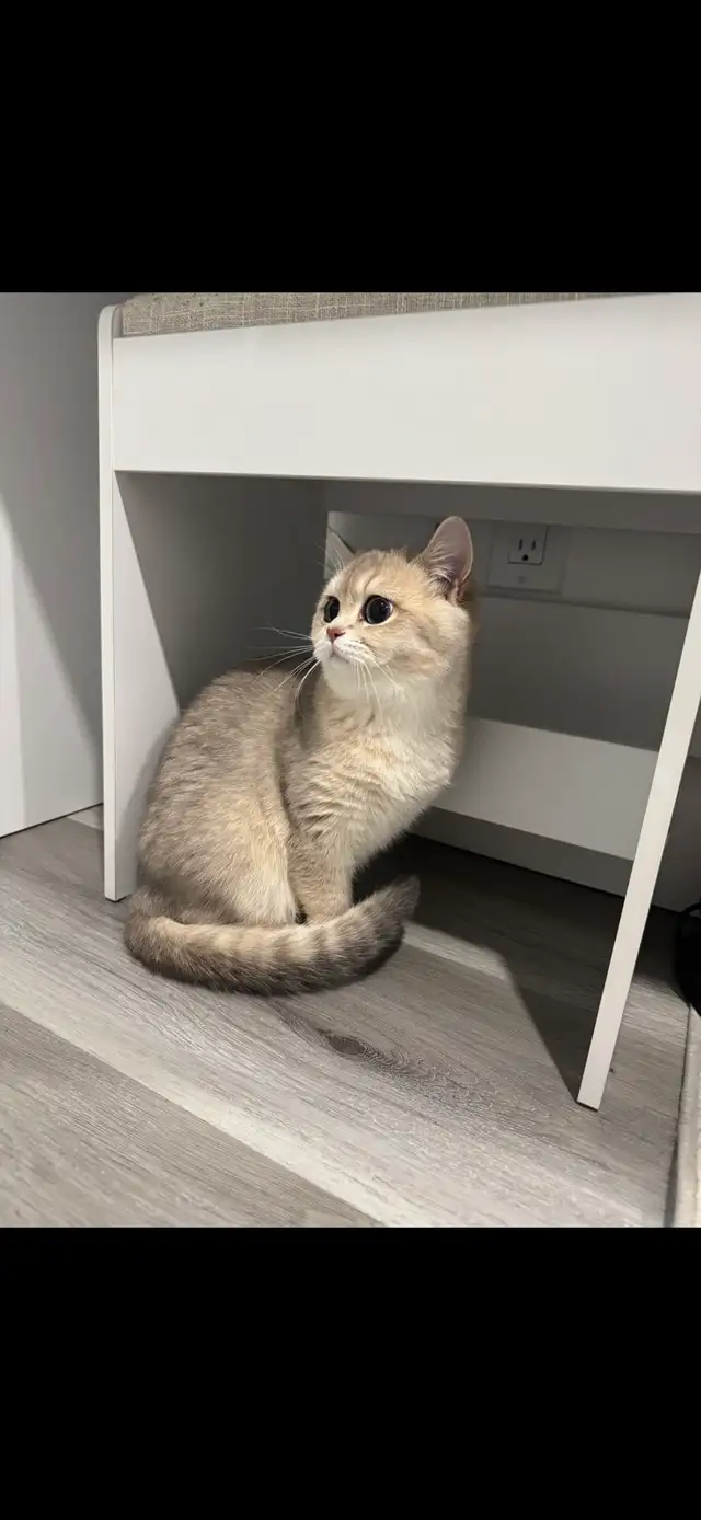 ✨ Beautiful Golden Shaded Kitten Looking for a Forever Home ✨ - Photo 2