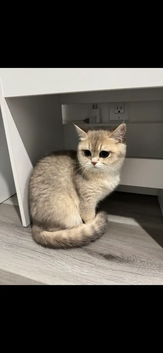 ✨ Beautiful Golden Shaded Kitten Looking for a Forever Home ✨ - Photo 3
