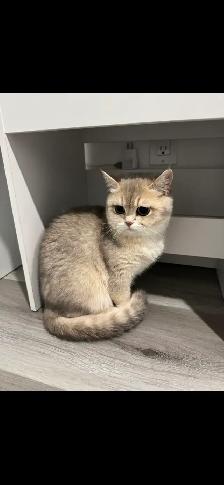 ✨ Beautiful Golden Shaded Kitten Looking for a Forever Home ✨ - Photo 3