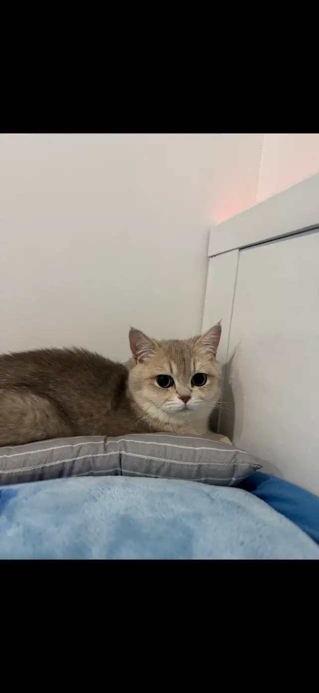✨ Beautiful Golden Shaded Kitten Looking for a Forever Home ✨ - Photo 4