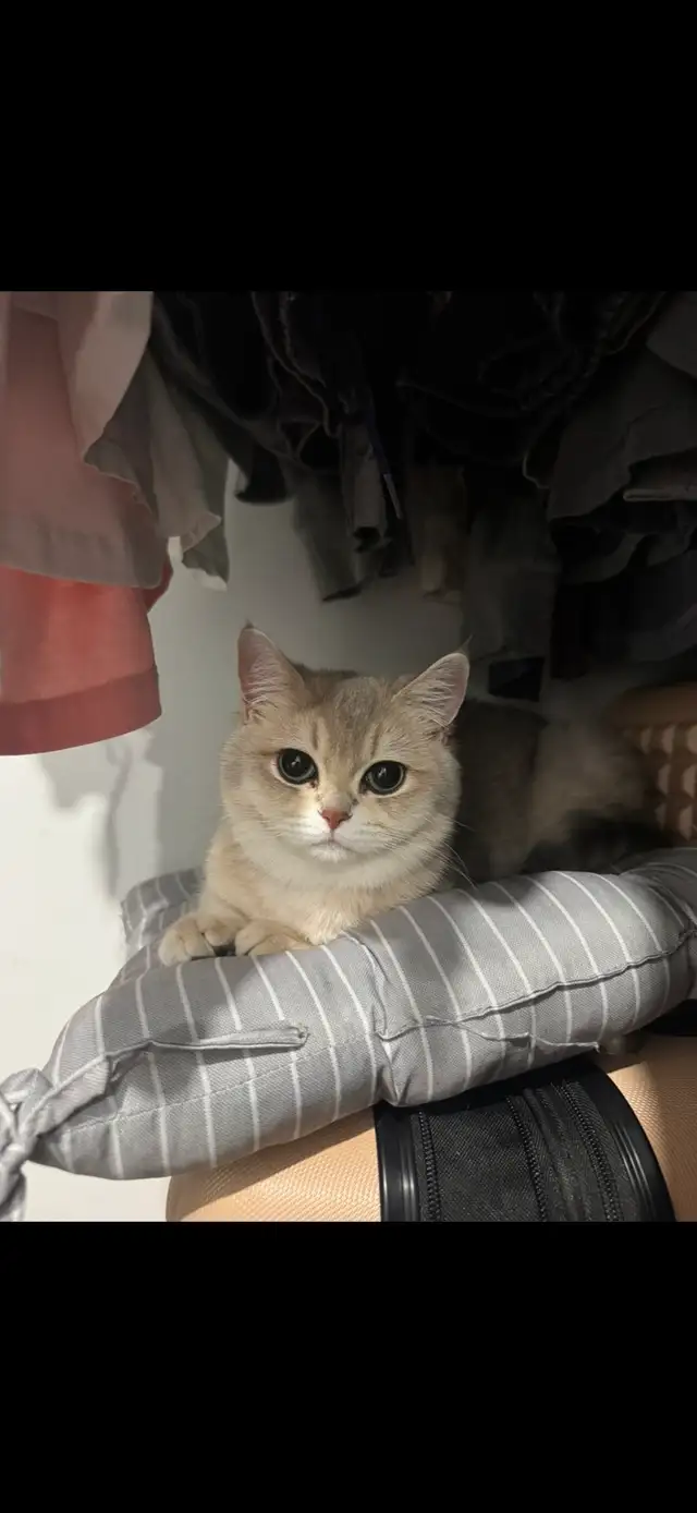 ✨ Beautiful Golden Shaded Kitten Looking for a Forever Home ✨ - Photo 5