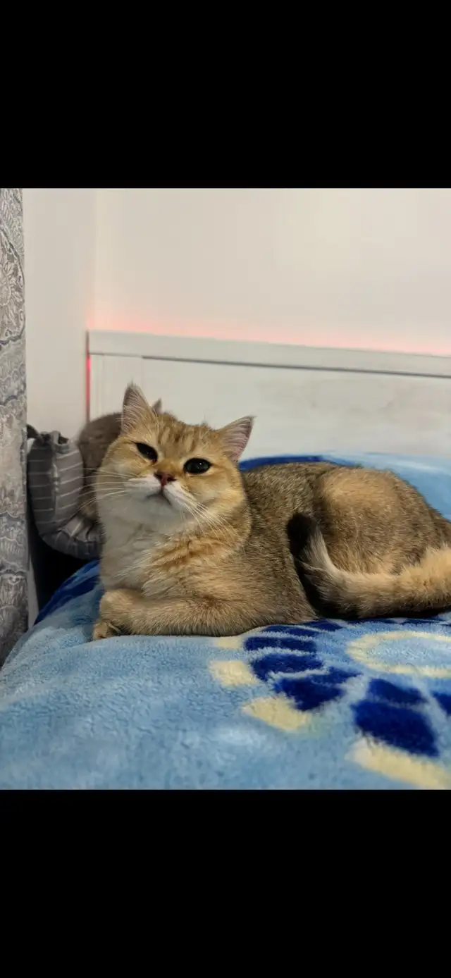 ✨Beautiful Golden British shorthair Kitten✨