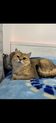 ✨Beautiful Golden British shorthair Kitten✨