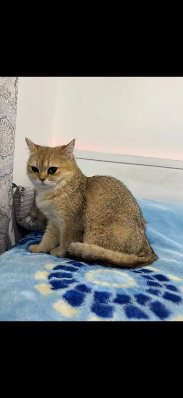 ✨Beautiful Golden British shorthair Kitten✨ - Photo 2