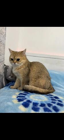 ✨Beautiful Golden British shorthair Kitten✨ - Photo 2