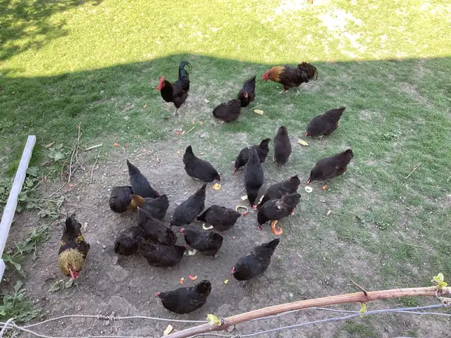 Laying hens for sale