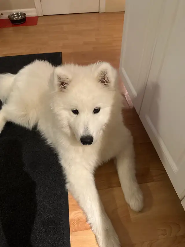 lost Dog Samyode