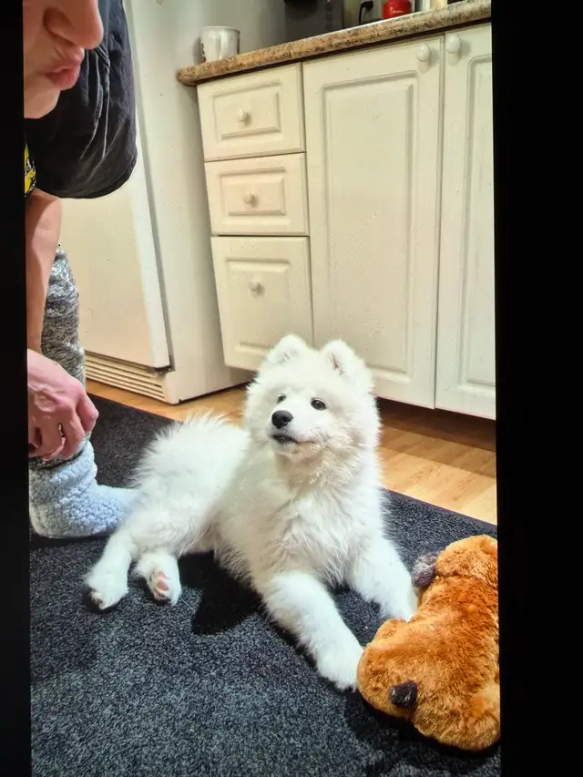 lost Dog Samyode - Photo 3