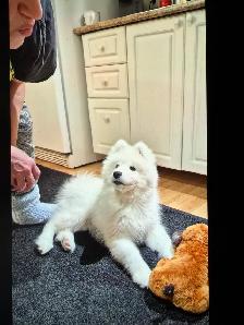 lost Dog Samyode - Photo 3