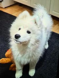 lost Dog Samyode - Photo 4