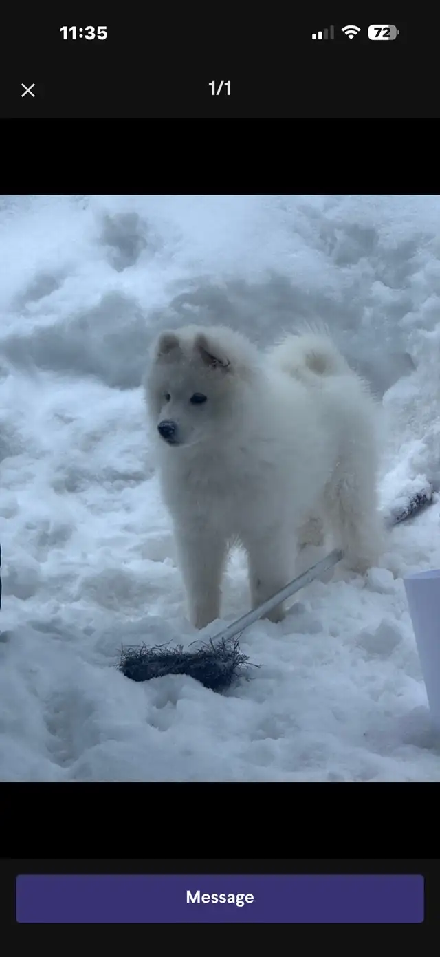 lost Dog Samyode - Photo 5