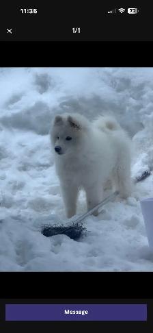 lost Dog Samyode - Photo 5
