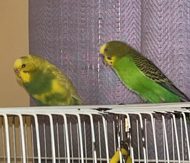Pair of Budgies to Good Home