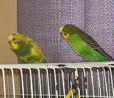 Pair of Budgies to Good Home