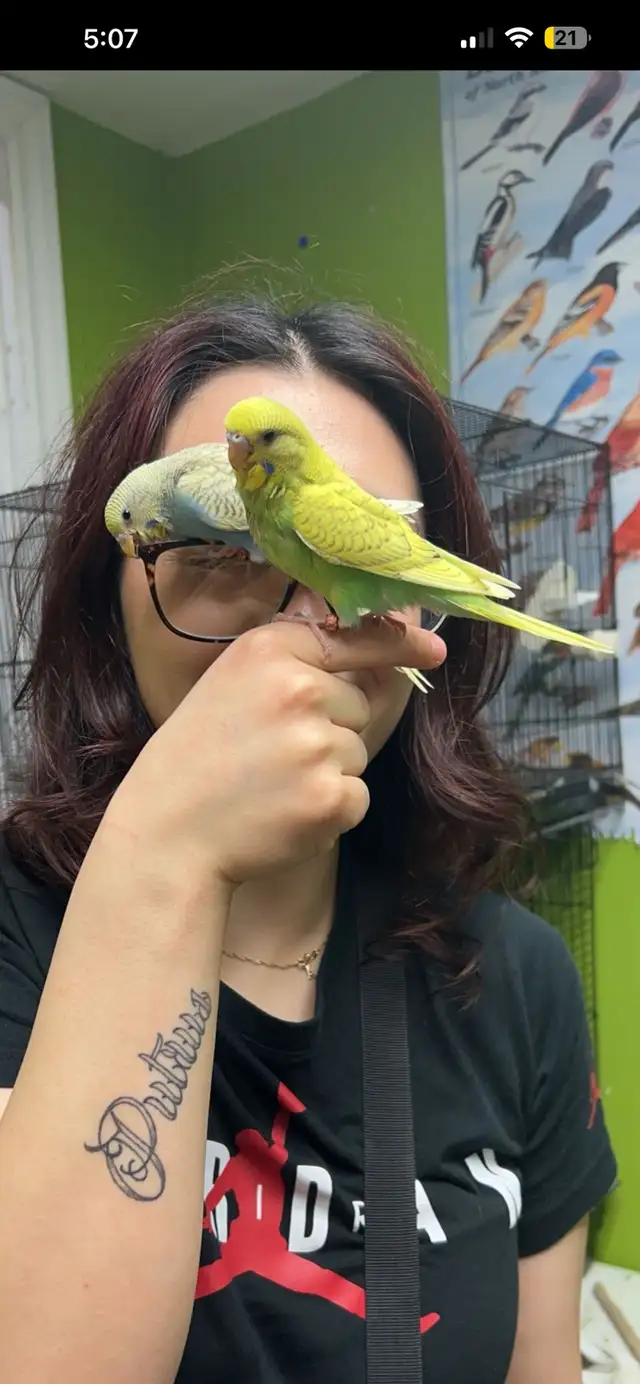 Pair of Budgies to Good Home - Photo 2