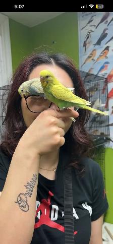 Pair of Budgies to Good Home - Photo 2