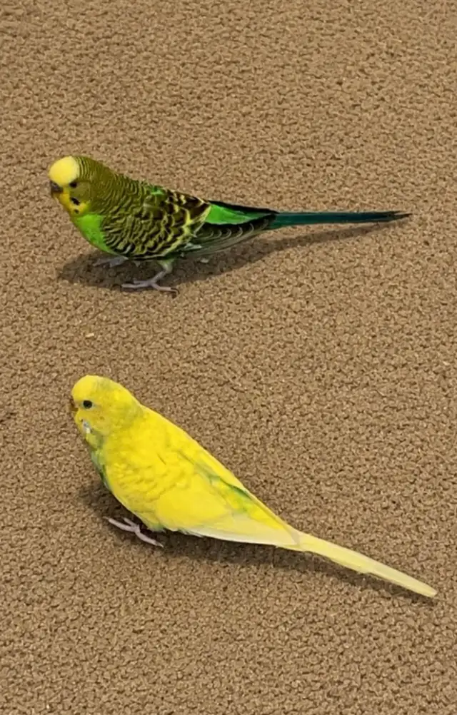 Pair of Budgies to Good Home - Photo 3