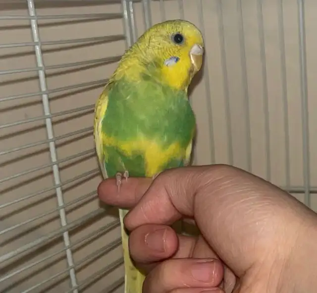 Pair of Budgies to Good Home - Photo 4
