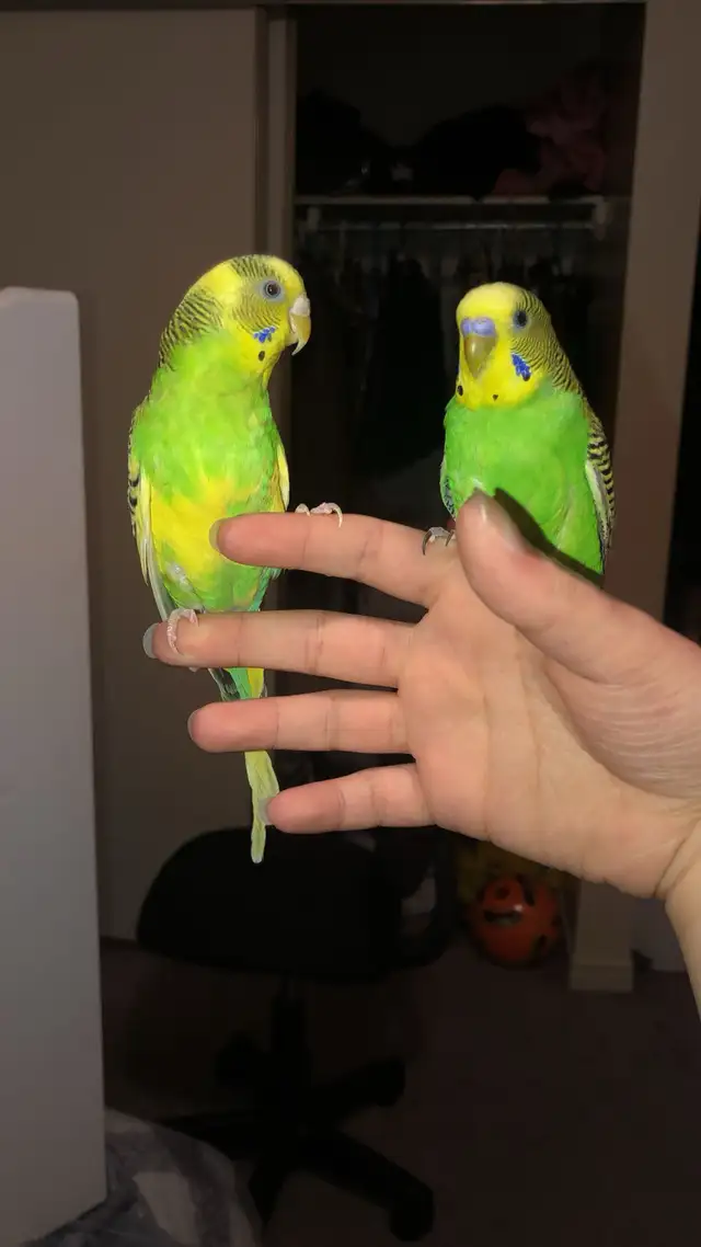 Pair of Budgies to Good Home - Photo 5