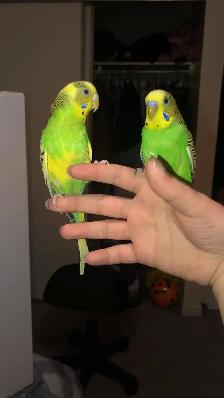 Pair of Budgies to Good Home - Photo 5