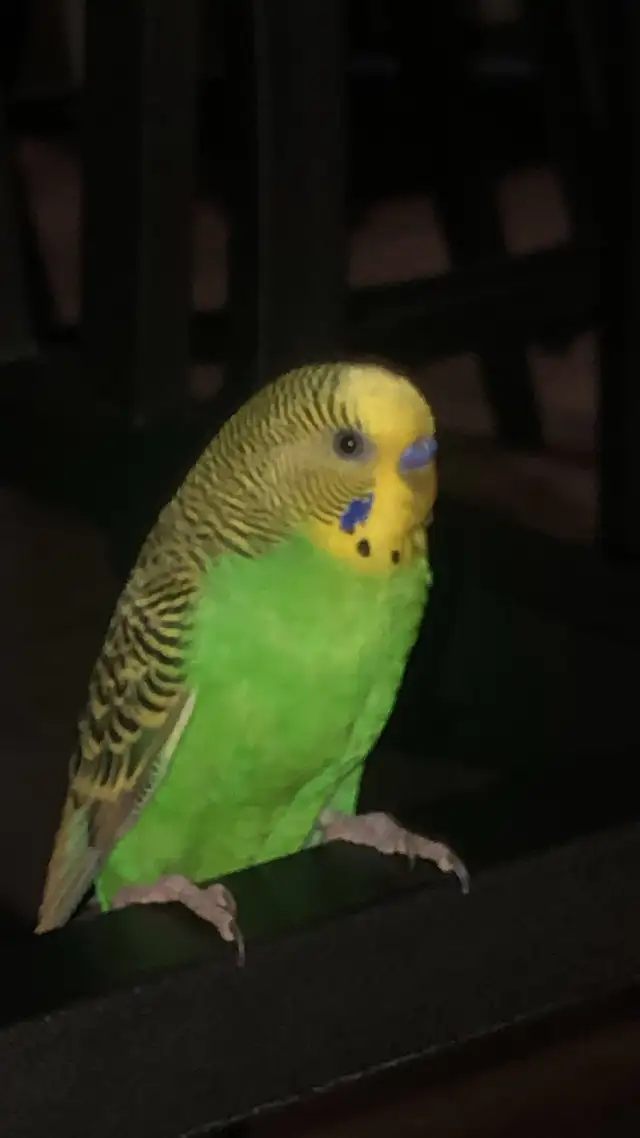 Pair of Budgies to Good Home - Photo 6