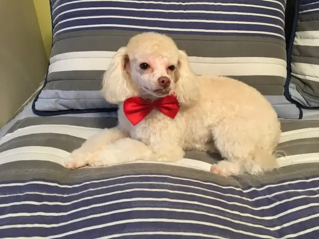 Je recherche un petit chien genre Caniche mais ouvert