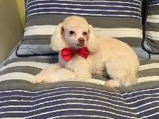 Je recherche un petit chien genre Caniche mais ouvert