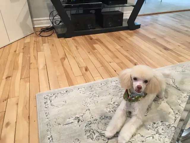 Je recherche un petit chien genre Caniche mais ouvert - Photo 2