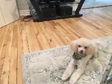 Je recherche un petit chien genre Caniche mais ouvert - Photo 2