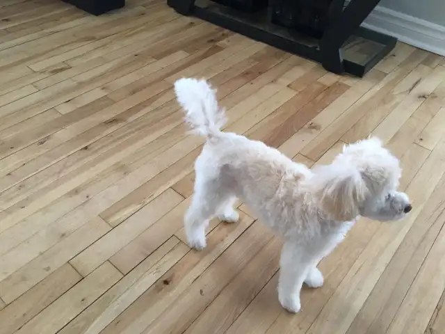 Je recherche un petit chien genre Caniche mais ouvert - Photo 3