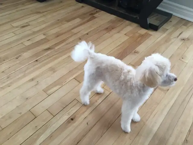 Je recherche un petit chien genre Caniche mais ouvert - Photo 4